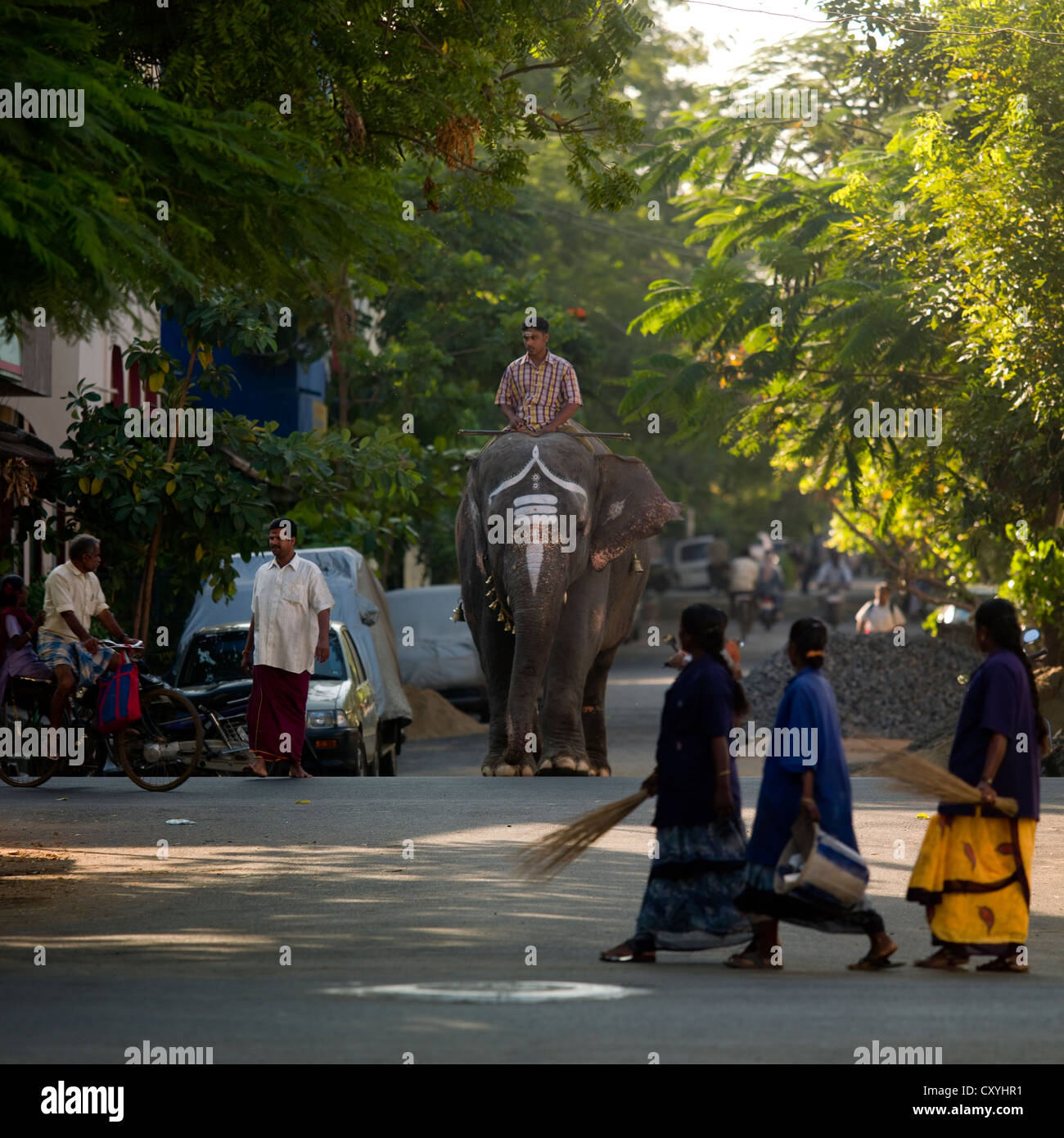 Elephant Wearing Traditional Painting On Its Forehead Crossing A Street Wiht Man On Its Back, Pondicherry, India Stock Photo