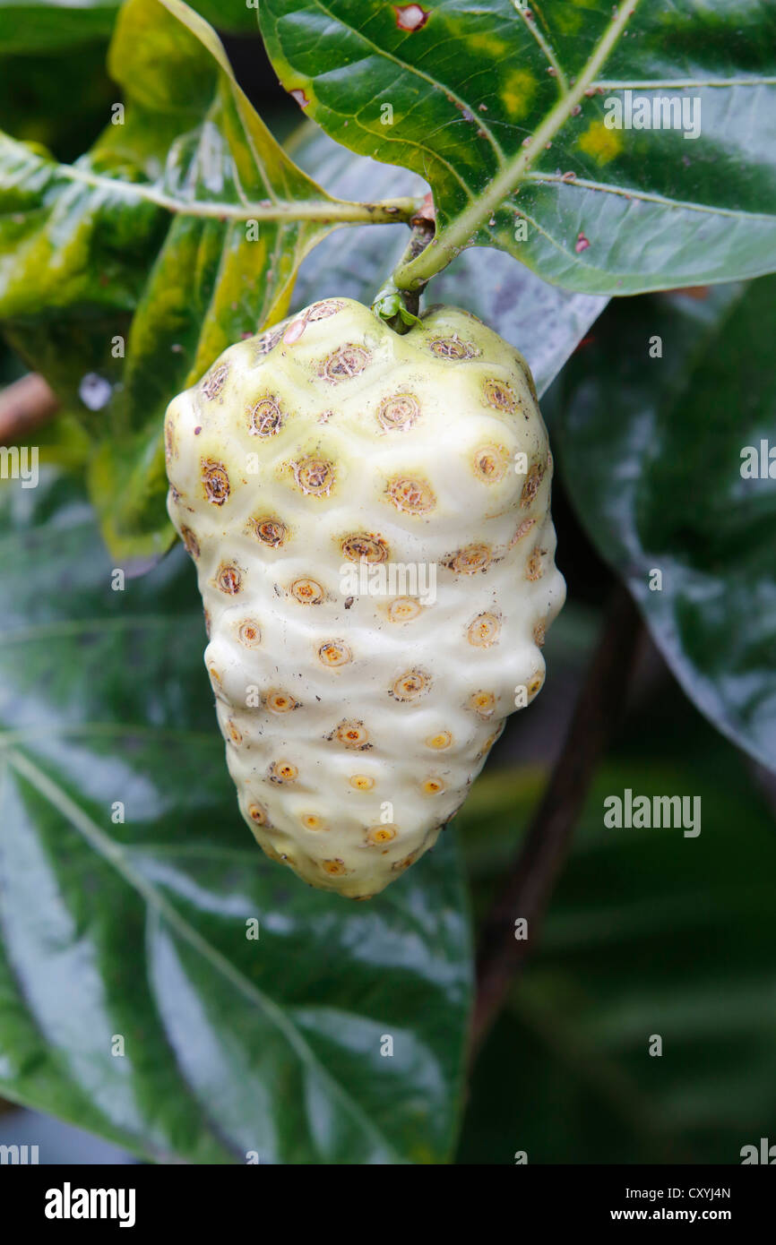 Noni, Indian Mulberry or Great Morinda (Morinda citrifolia), fruit, Big