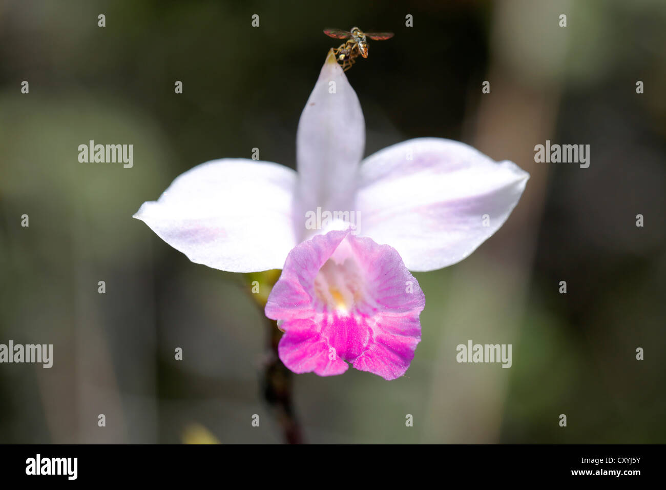 Bamboo Orchid (Arundina graminifolia), Big Island, Hawaii, USA Stock Photo