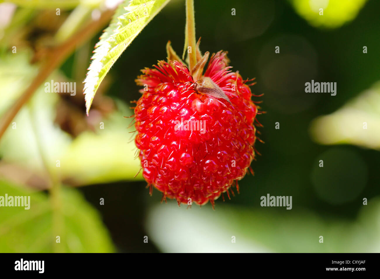 The extremely rare, endemic Hawaiian Raspberry, Hawaiian name: Akala (Rubus hawaiiensis), found in Volcanoes National Park Stock Photo