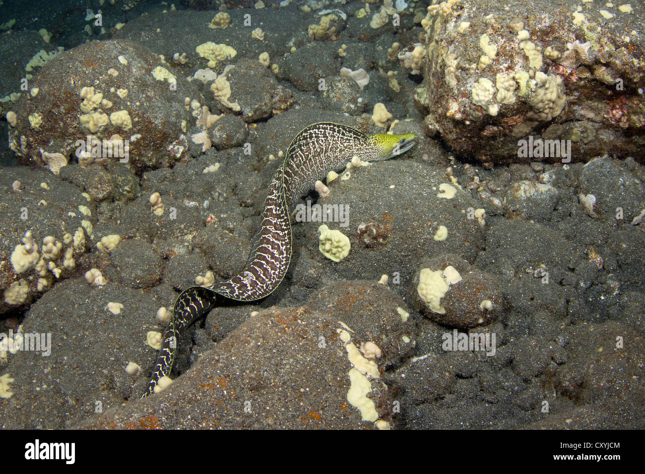 Yellowhead Moray Eel (Gymnothorax rueppellii), in search of food, night