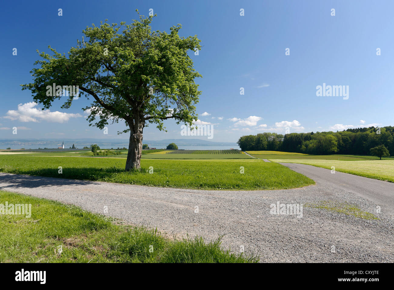 View towards Lake Constance, Altnau, Thurgau, Switzerland, Europe Stock Photo