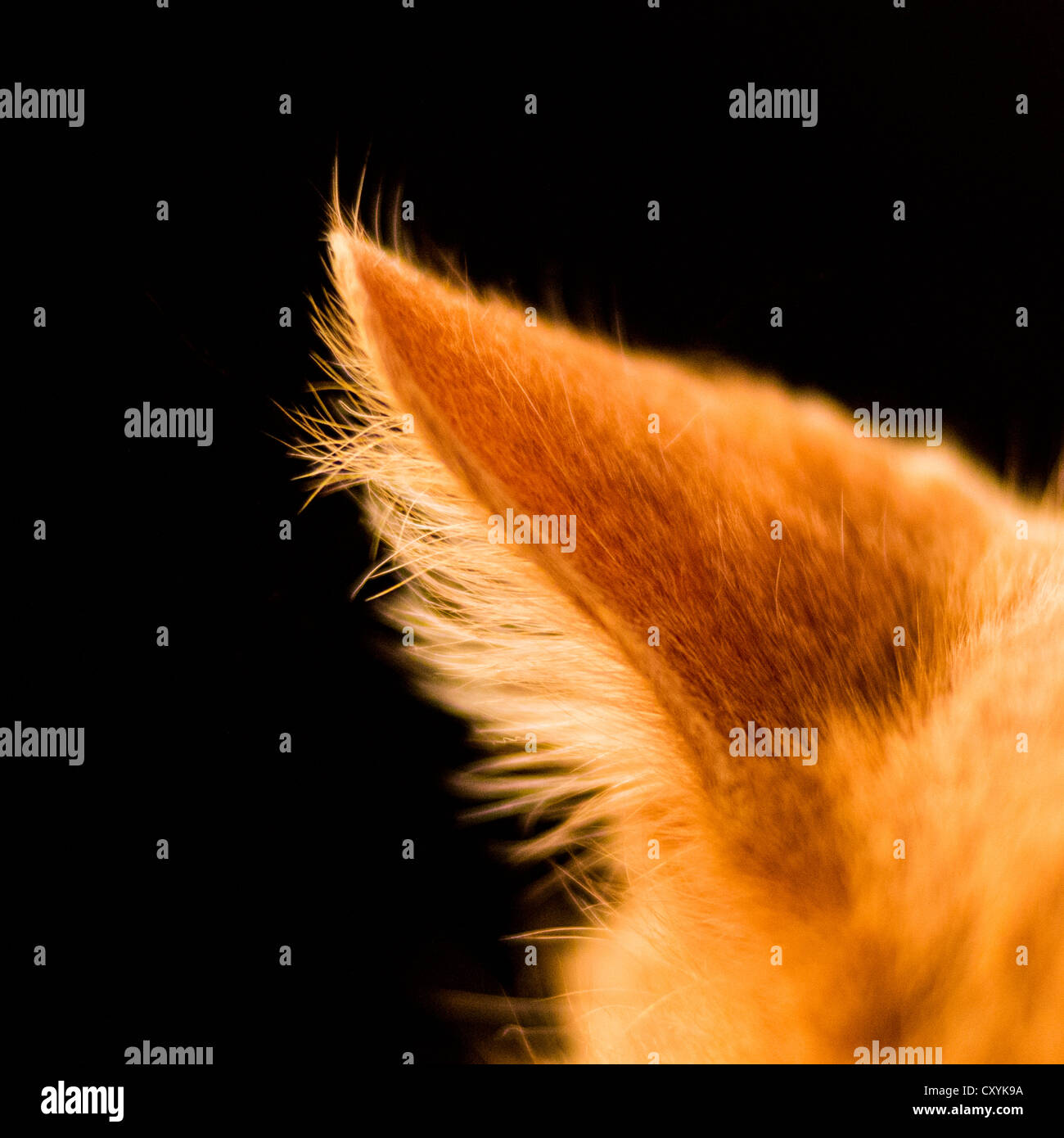 A domestic male cat's ear. Stock Photo