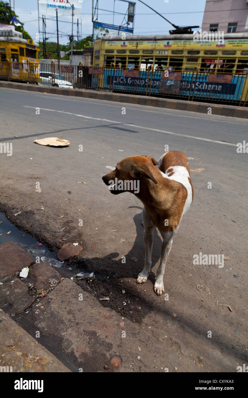 Dog in the Street in Kolkata, India Stock Photo Alamy