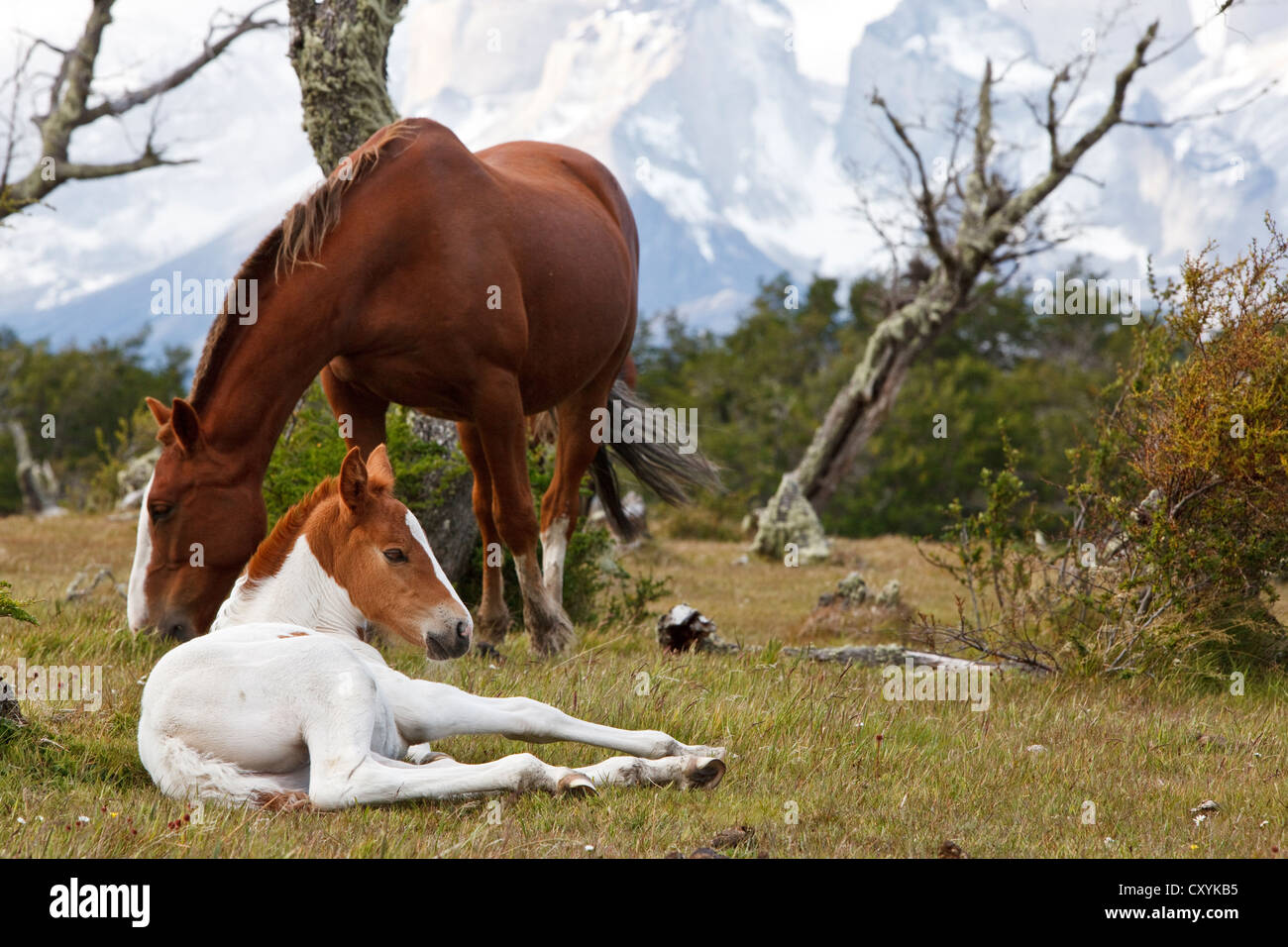 A mare and a foal on a green meadow in front of the Cuernos del Paine granite mountains, Torres del Paine National Park, Stock Photo
