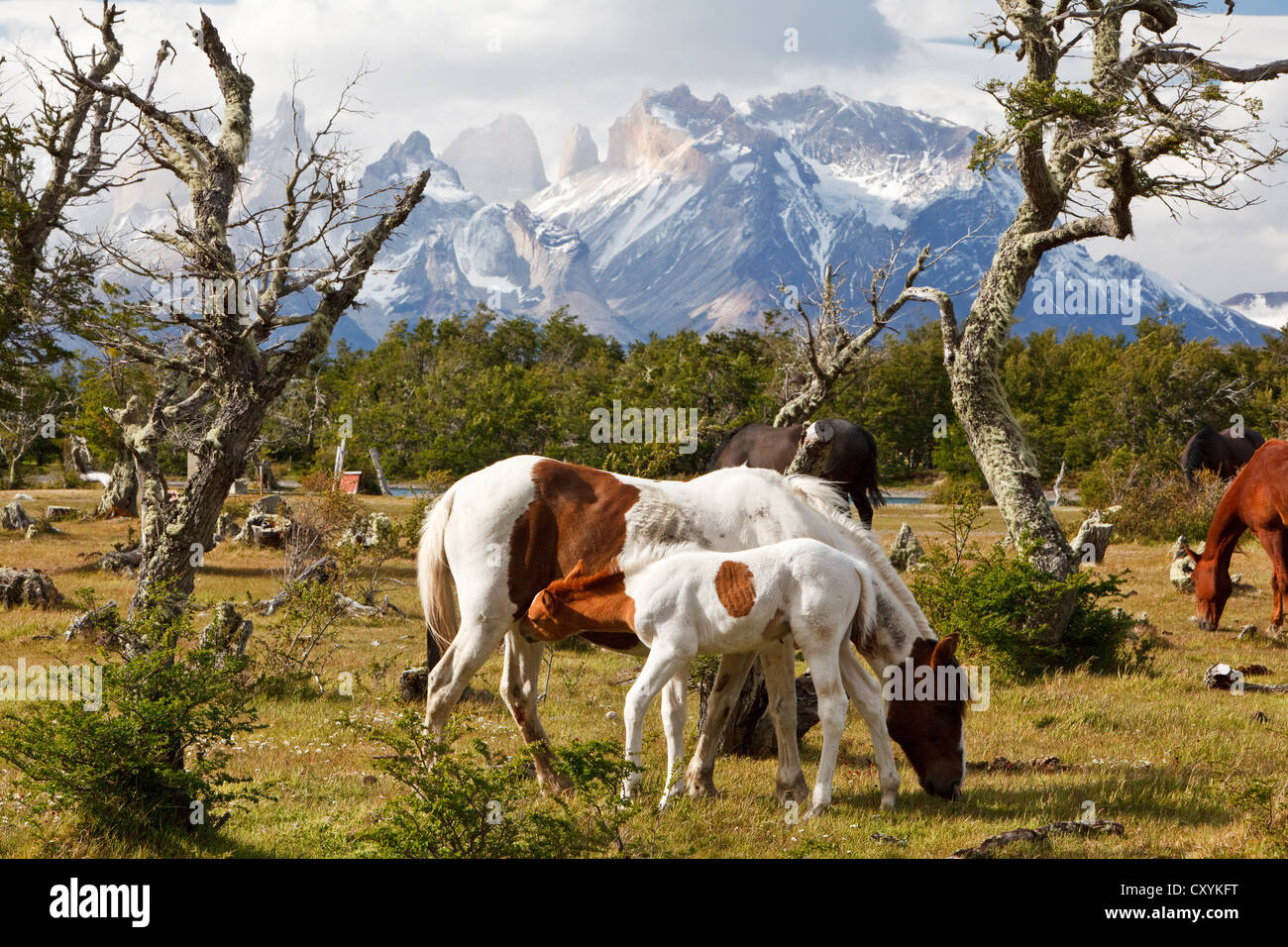 A mare and a foal on a green meadow in front of the Cuernos del Paine granite mountains, Torres del Paine National Park, Stock Photo