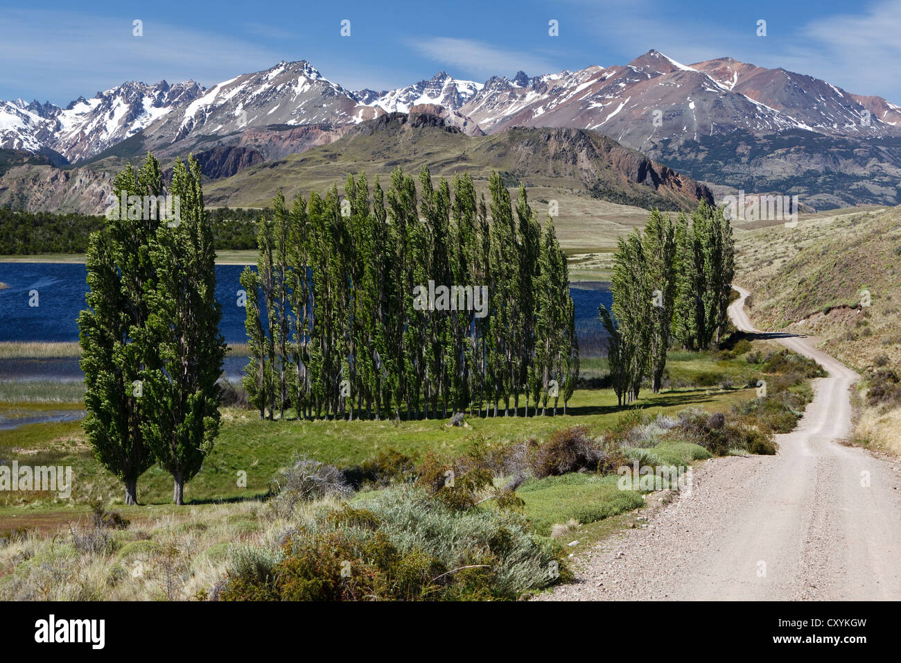Poplars, the Chilean Andes at the back, on the Rio Chacabuco river, Cochrane, Region de Aysen, Patagonia, Chile, South America Stock Photo