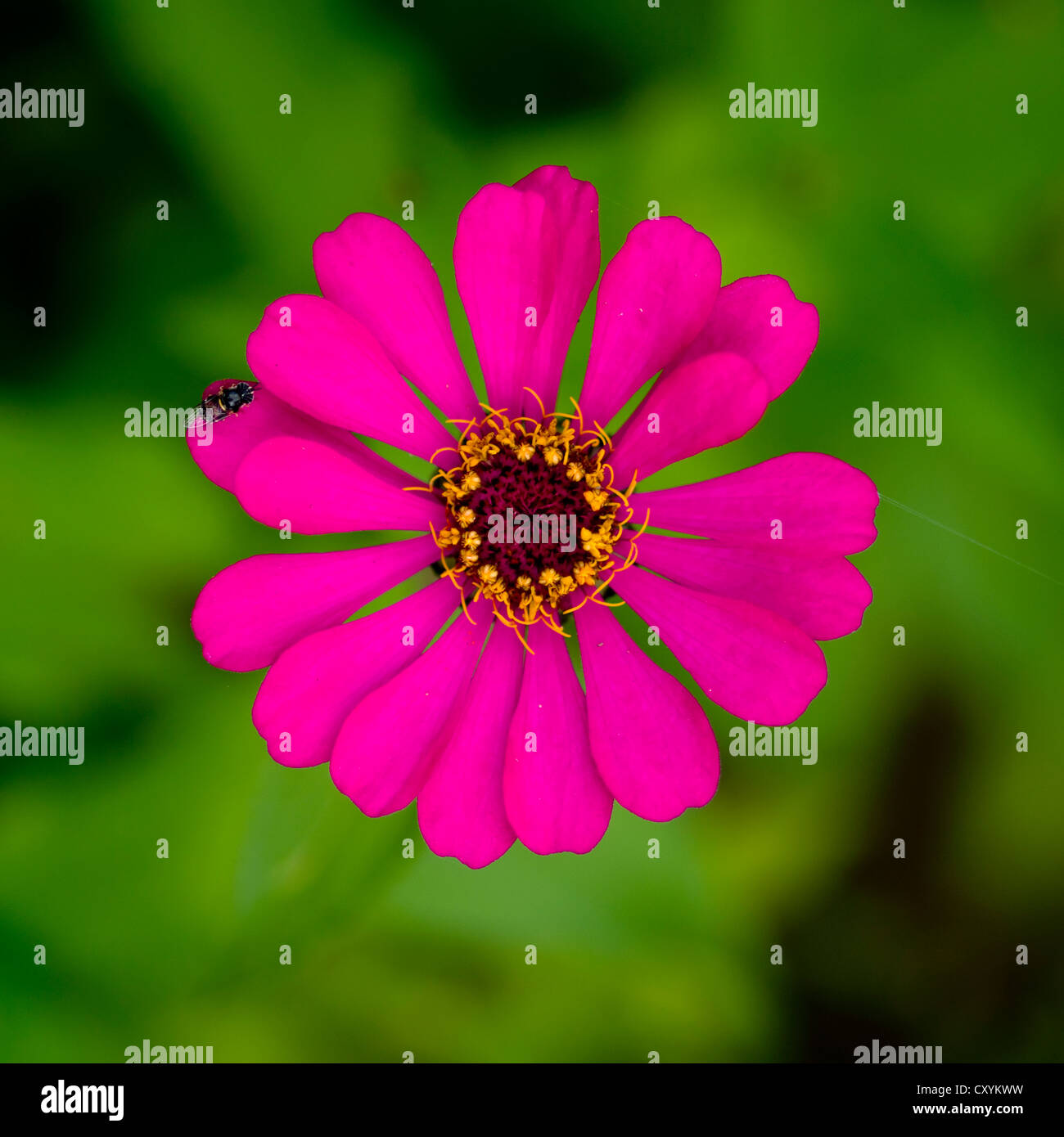 National flower of india hi-res stock photography and images - Alamy