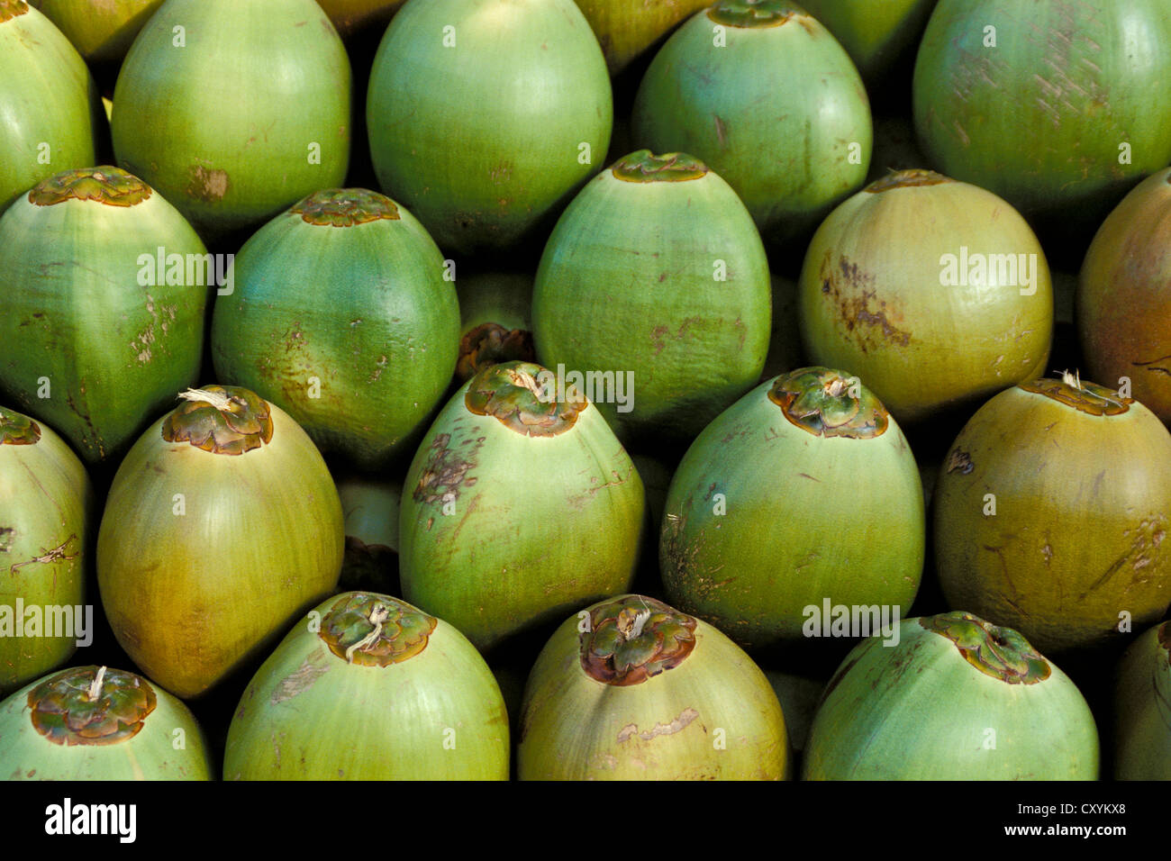 Coconuts piled up, Kerala, South India, India, Asia Stock Photo