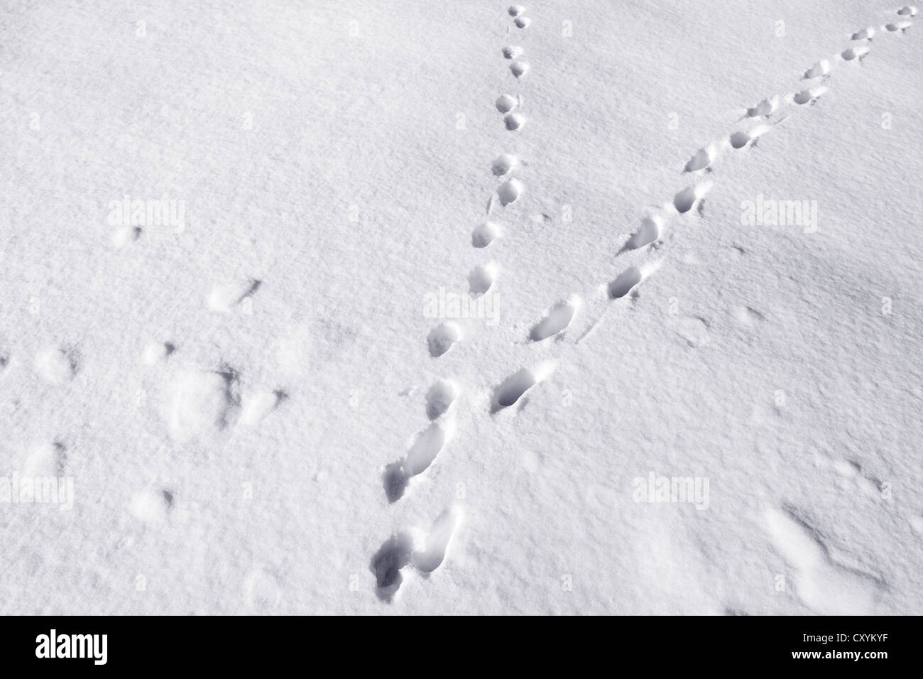 Animal tracks, tracks of a cat in freshly-fallen snow, Gummersbach, North Rhine-Westphalia Stock Photo