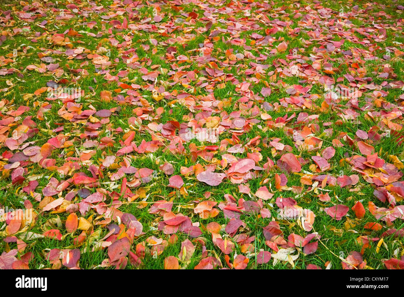 Fallen autumn leaves on a green grass lawn, Montreal, Quebec, Canada