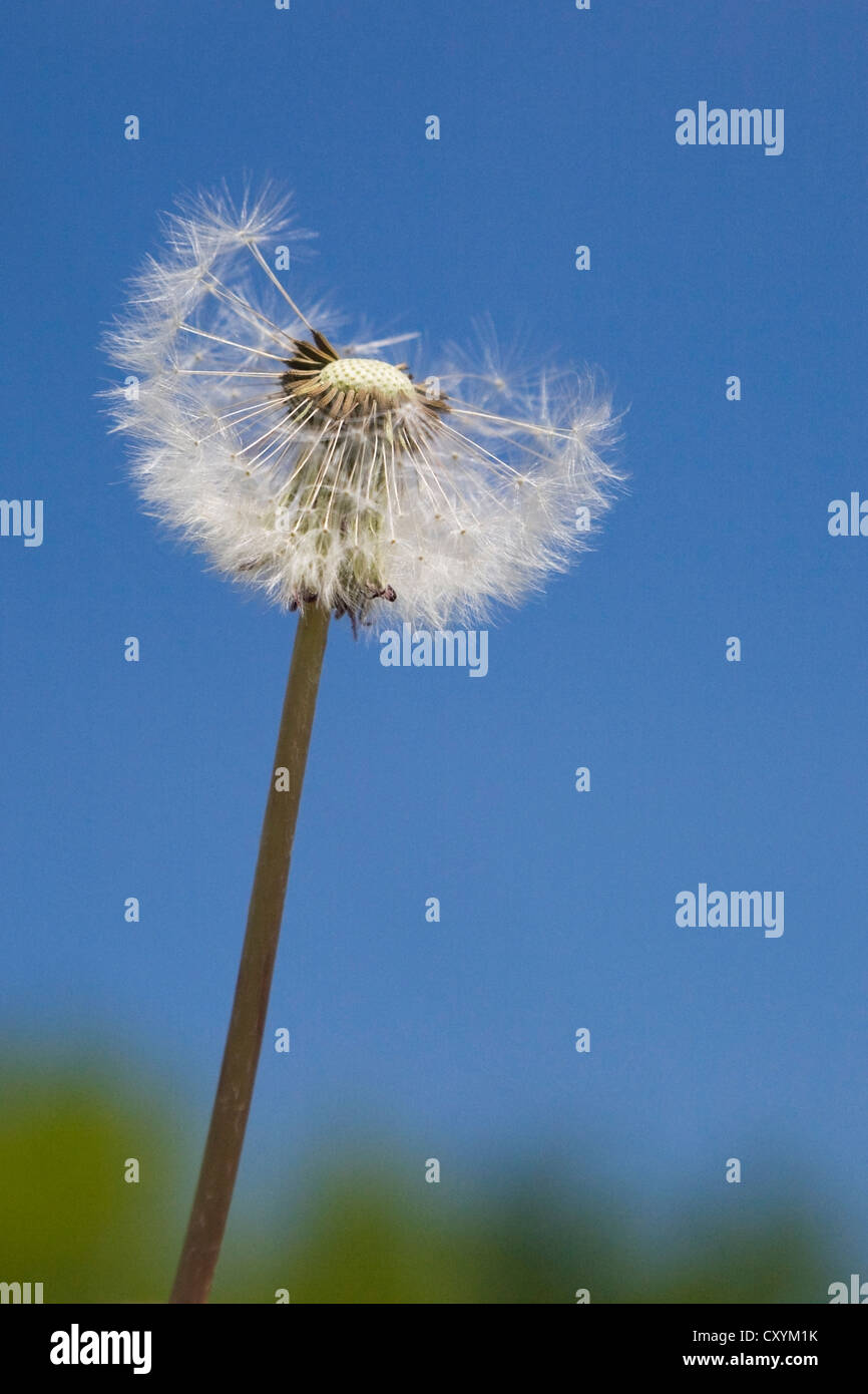 Dandelion taraxacum sp hi-res stock photography and images - Alamy