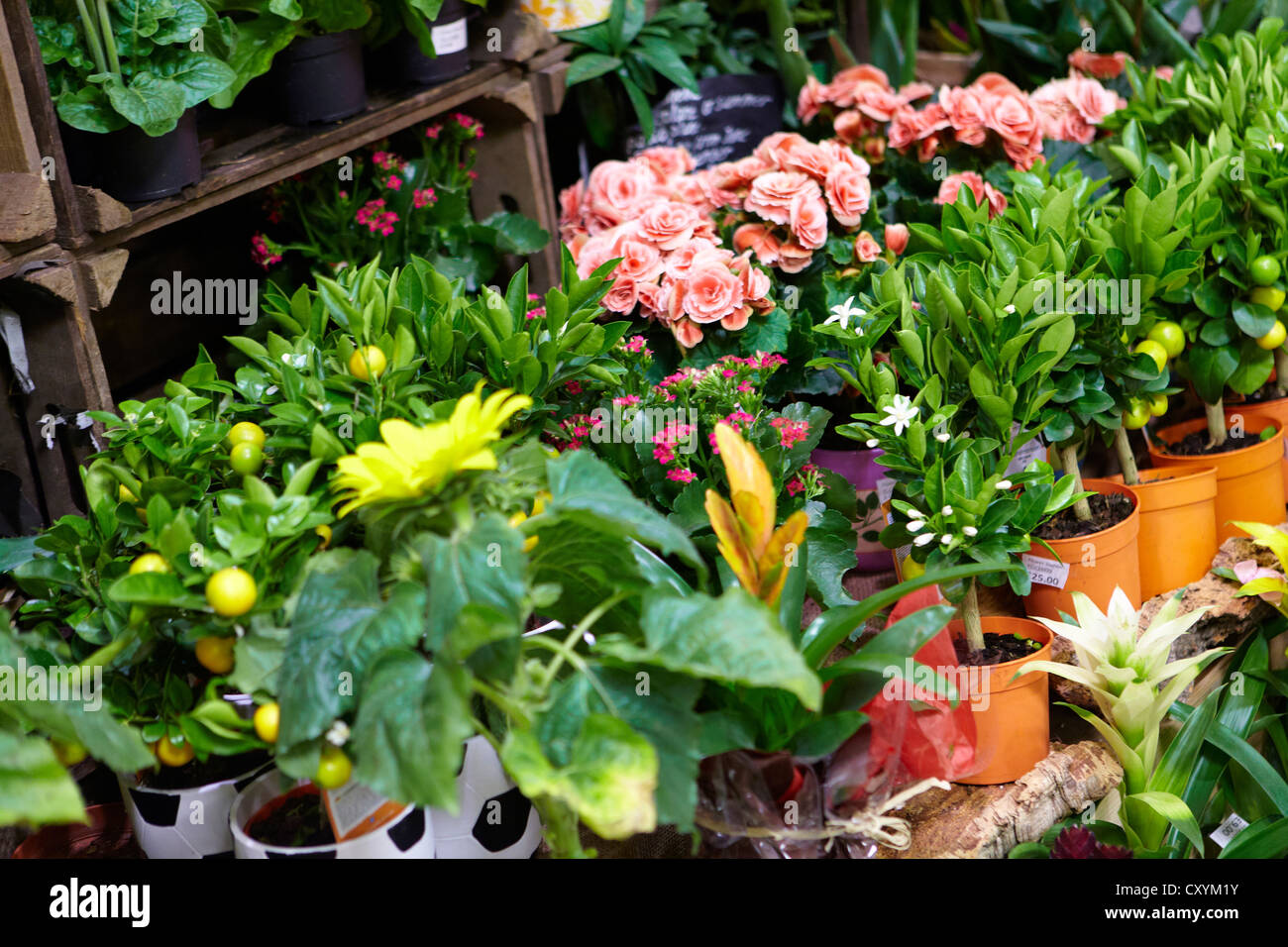 Cut flower street stall Stock Photo