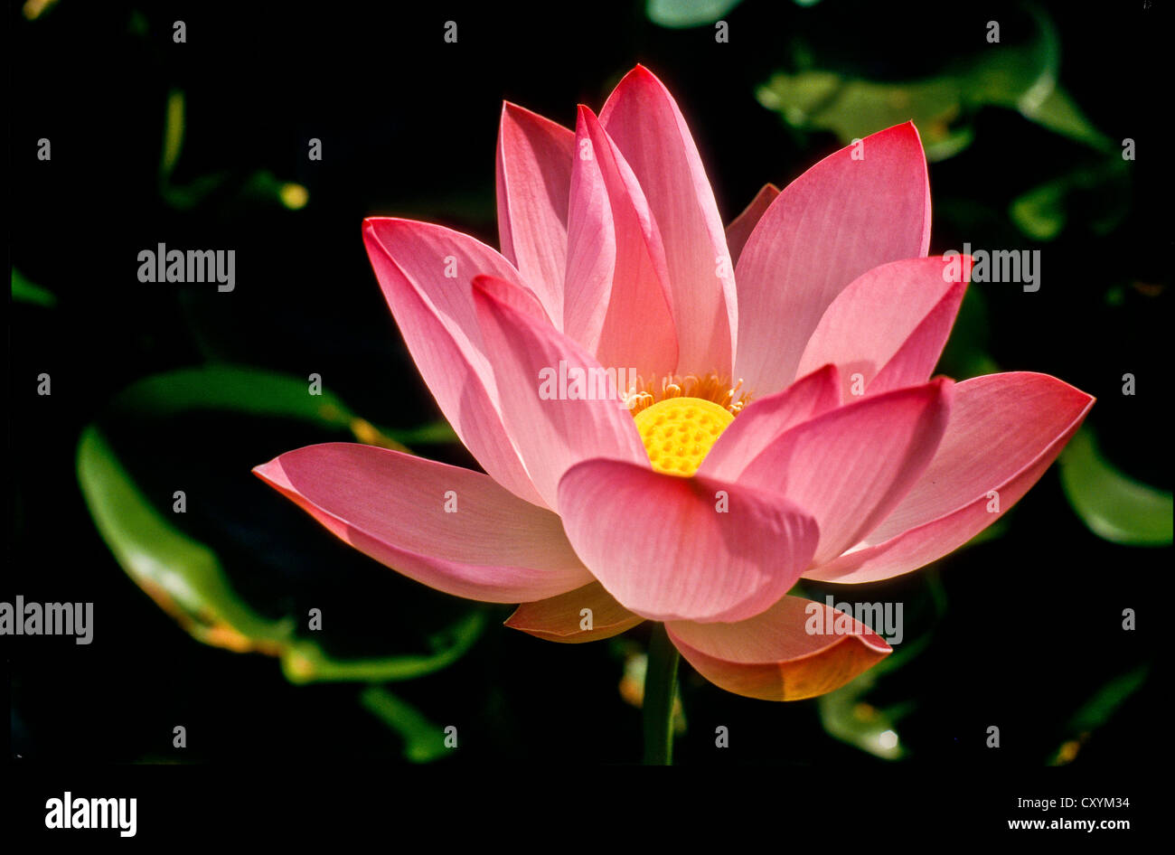 Lotus flower (Nelumbo sp.) blooming on Dal Lake, Srinagar, India, Asia Stock Photo