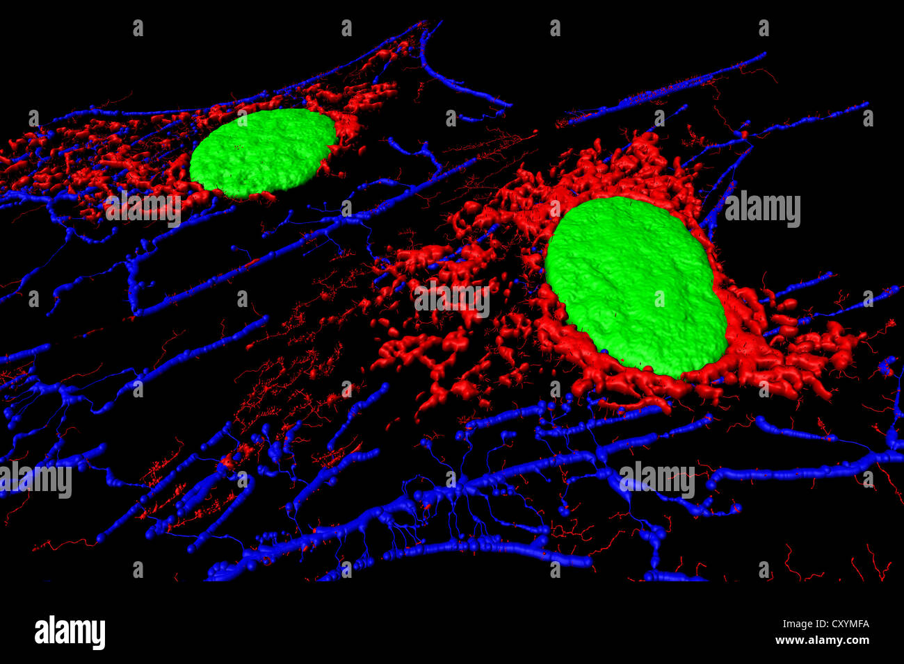 Micofilaments, mitochondria, and nuclei in fibroblast cells Stock Photo