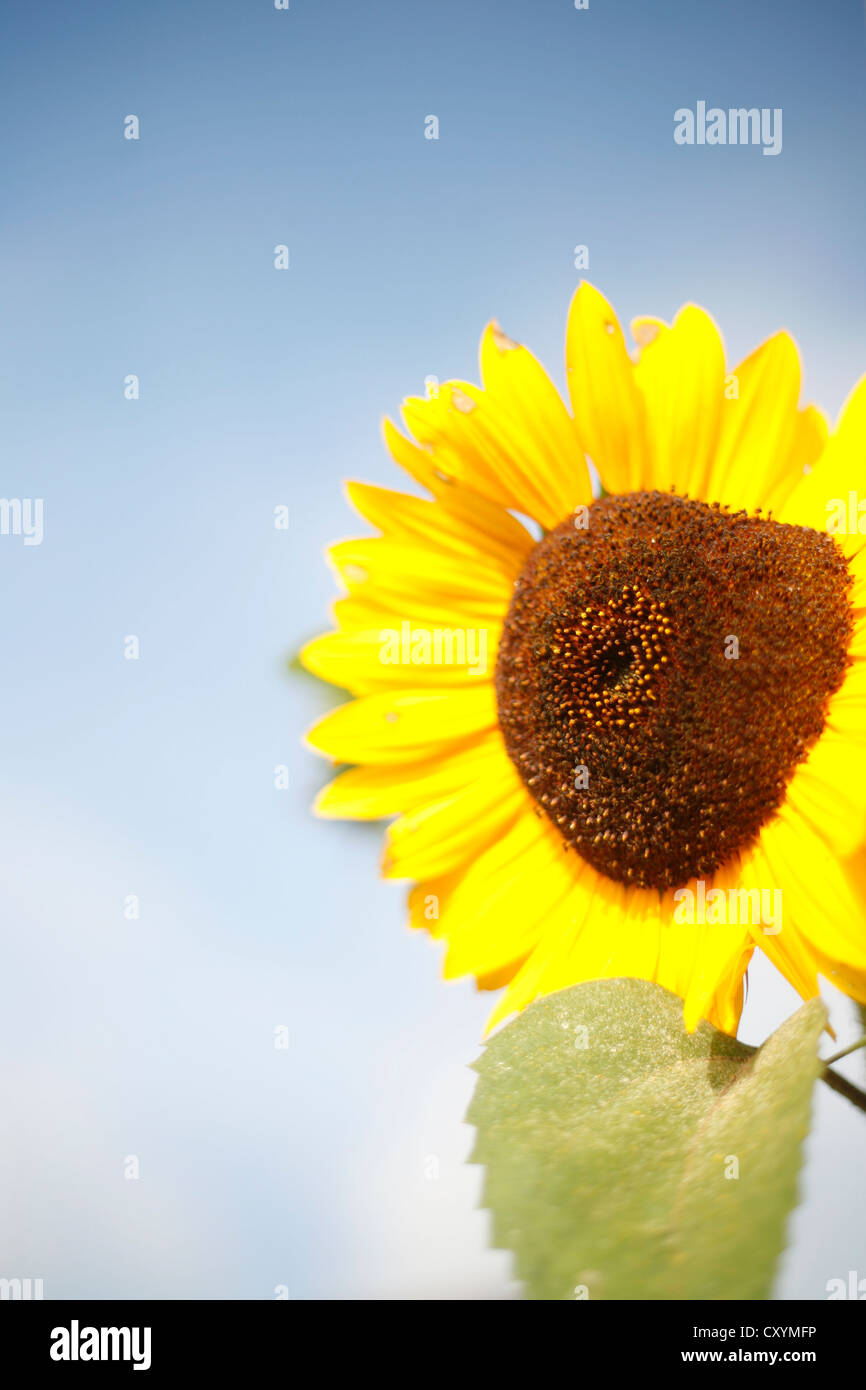 Sunflower (Helianthus annuus), Brighton, England, United Kingdom