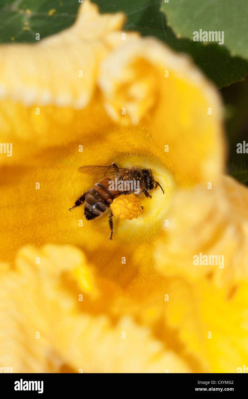 Western honey bee (Apis mellifera) on pumpkin flower, Hokkaido, Japan, Asien Stock Photo