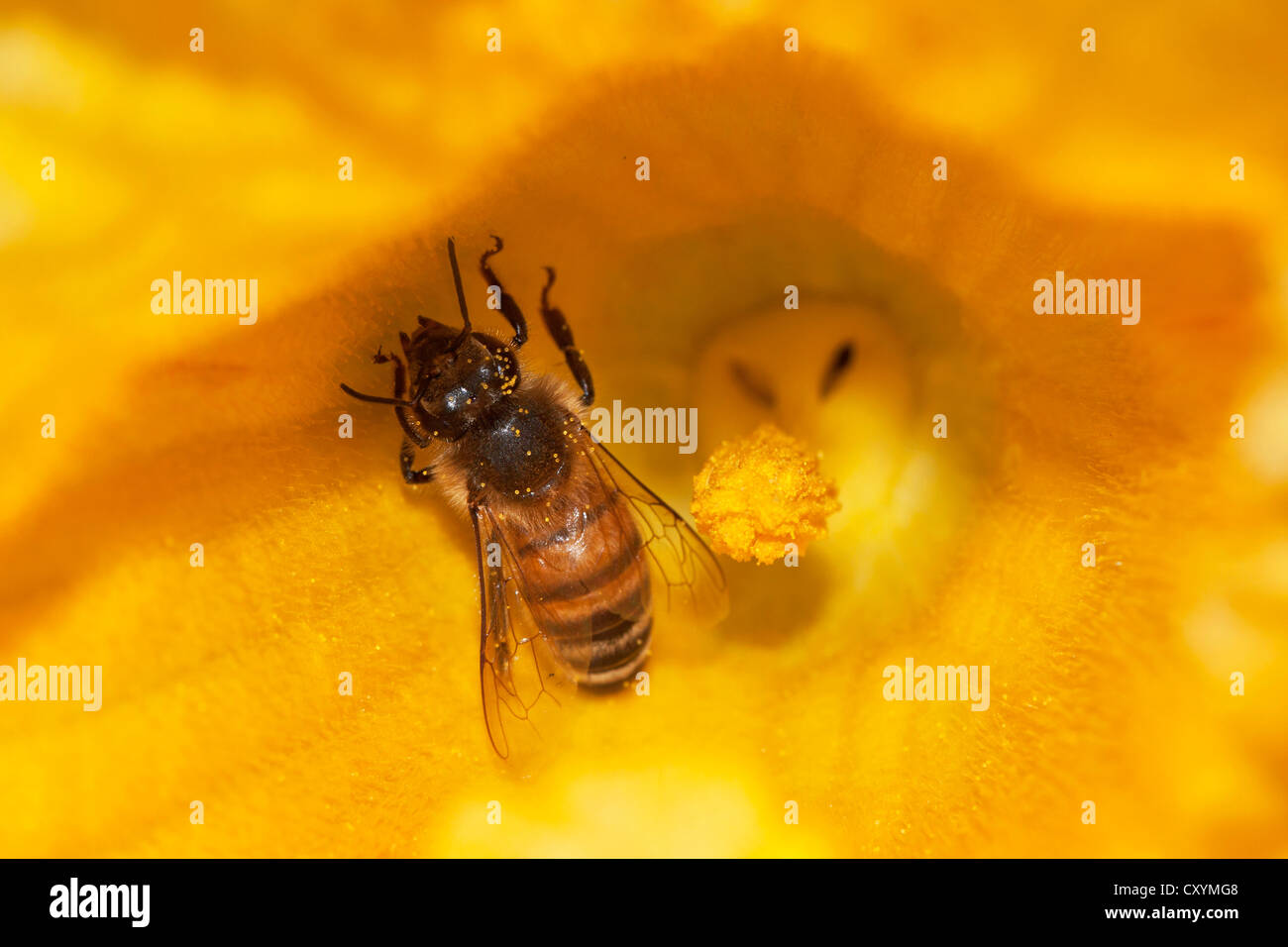 Western honey bee (Apis mellifera) on pumpkin flower, Hokkaido, Japan, Asien Stock Photo
