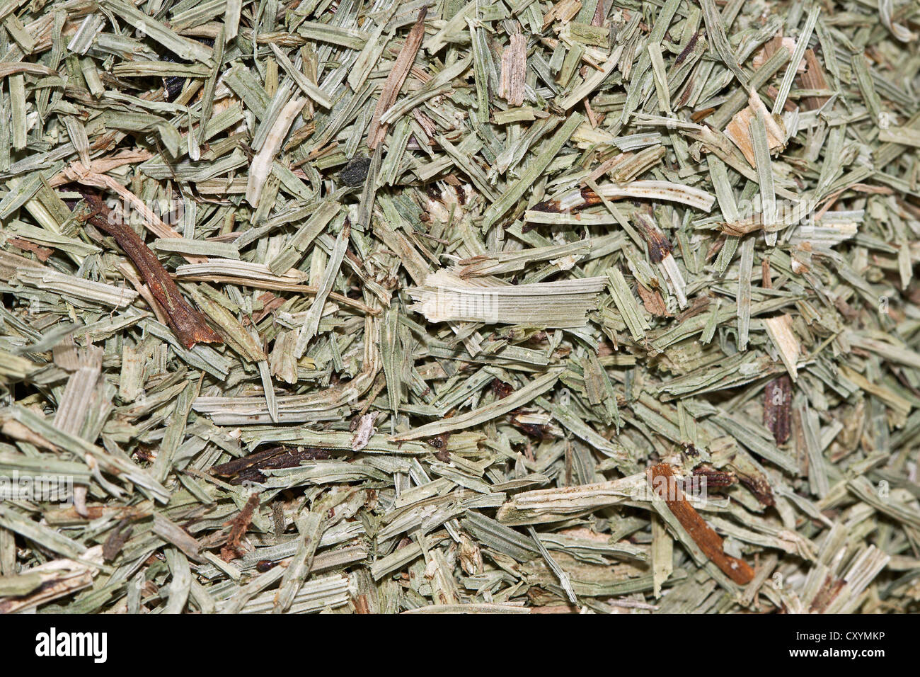 Horsetail tea, organic tea Stock Photo