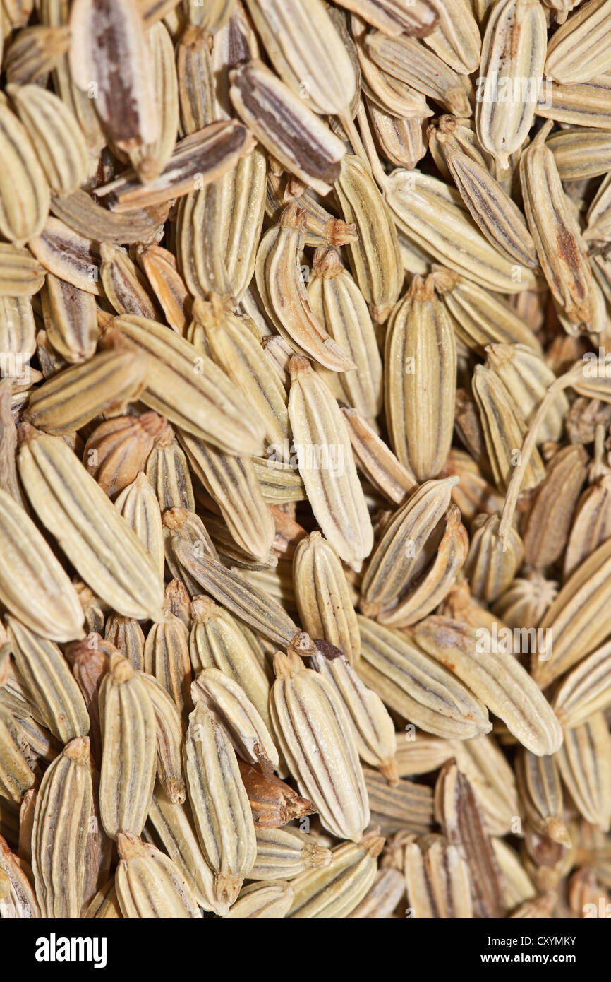 Fennel tea, organic tea Stock Photo Alamy
