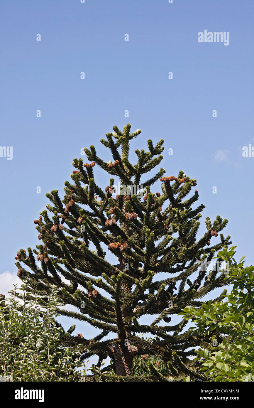 Chilean Monkey Puzzle Tree or Monkey Tail Tree (Araucaria araucana), South America Stock Photo