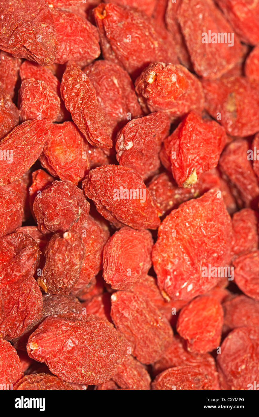 Wolfberries or Goji Berries (Lycium barbarum), part of Chinese cuisine and traditional Chinese