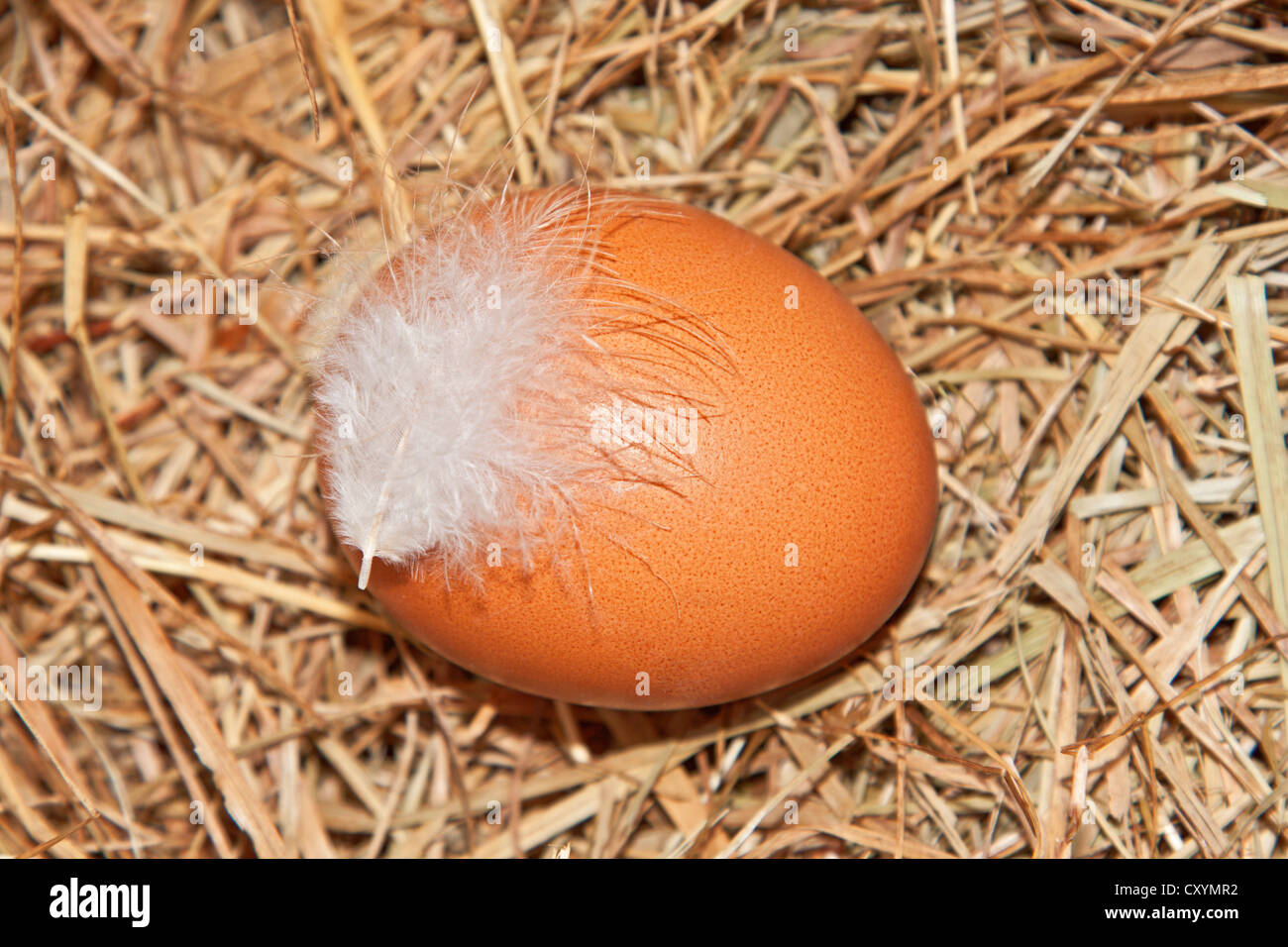 Chicken egg, organic egg, with feather, egg from free run hen Stock Photo