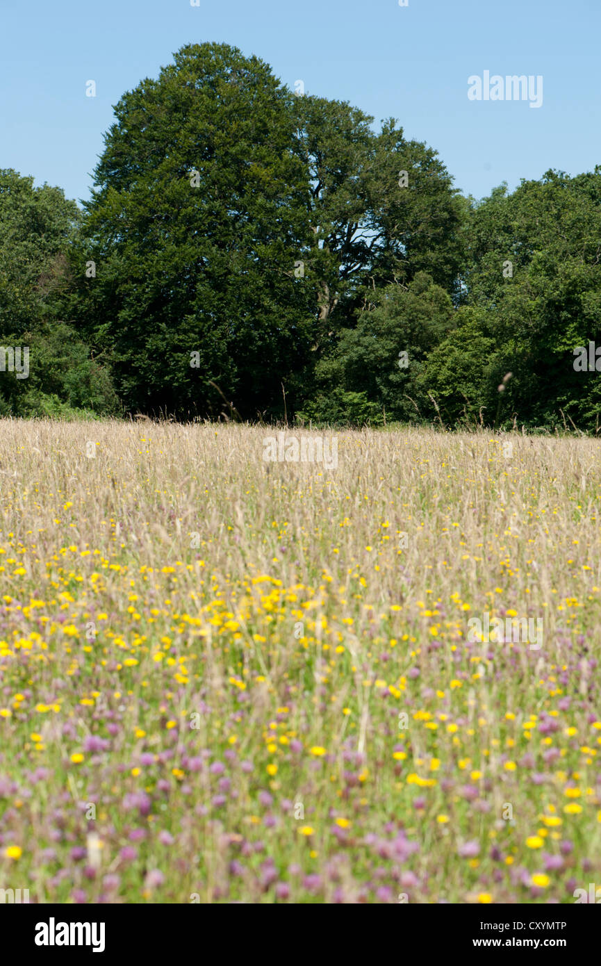 Flower-filled hay meadow in August, before cutting, Fetcham, Surrey, UK. Stock Photo