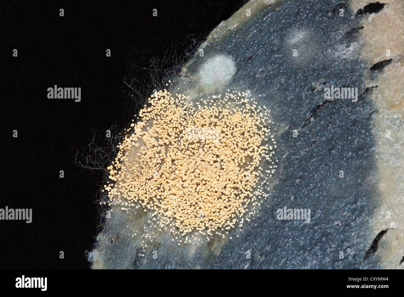 Mould, spores, mould culture, on sausage Stock Photo