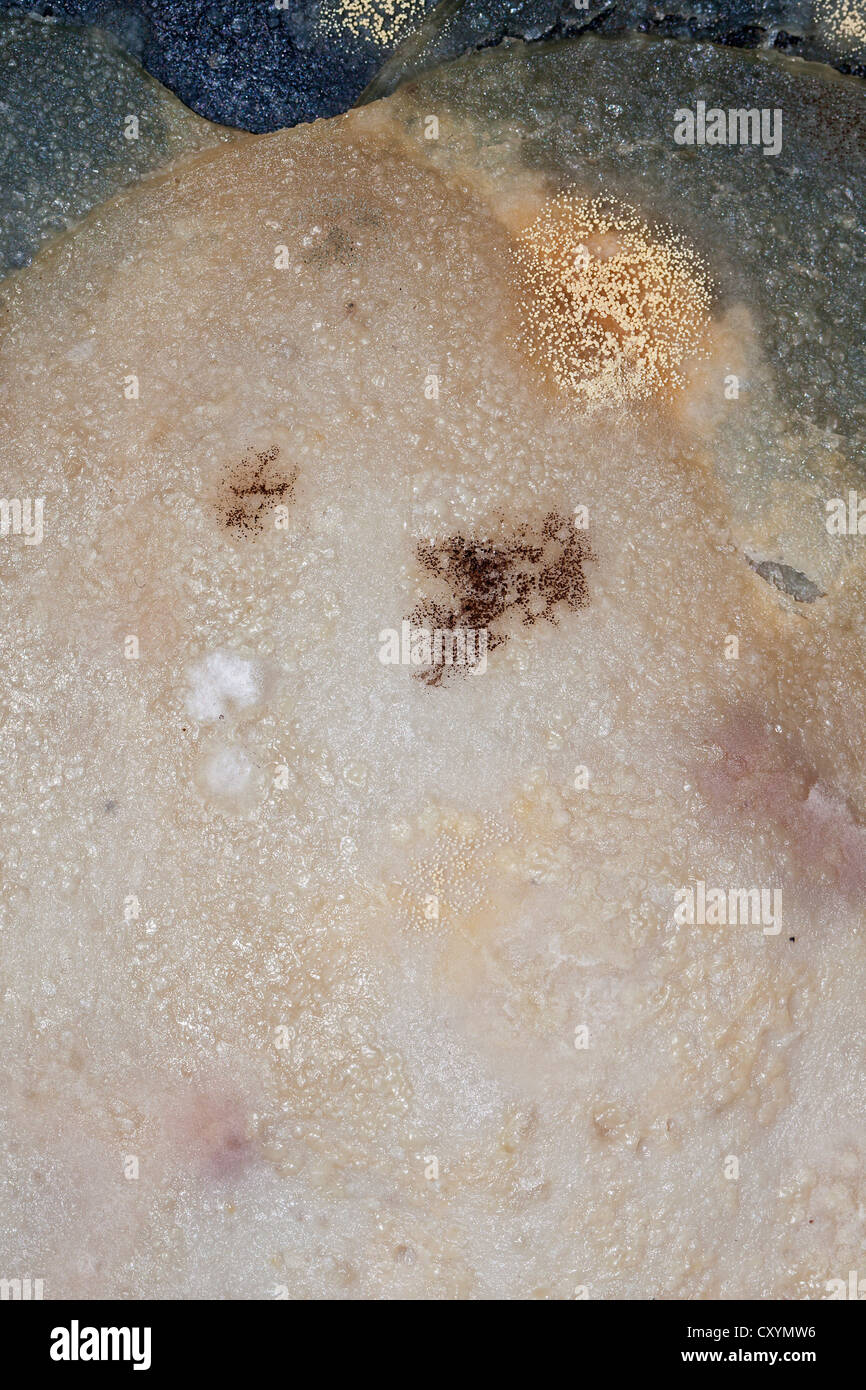 Mould, spores, mould culture, on sausage Stock Photo