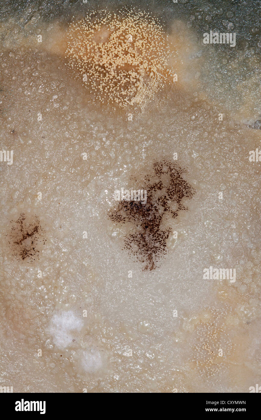 Mould, spores, mould culture, on sausage Stock Photo