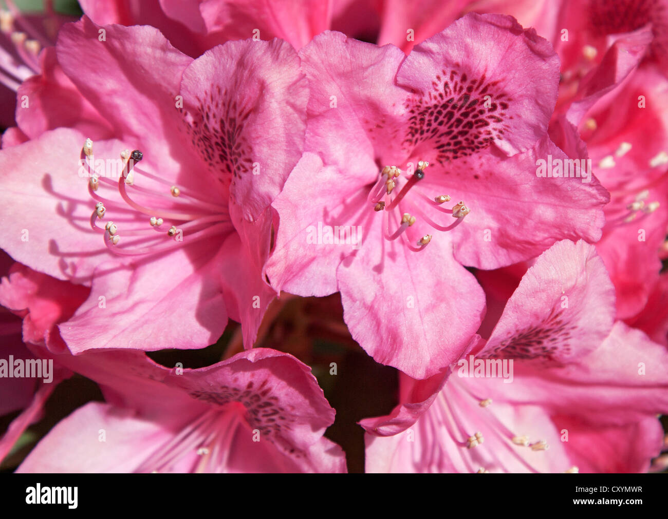 Rhododendron, blossoms, pink, pistil Stock Photo