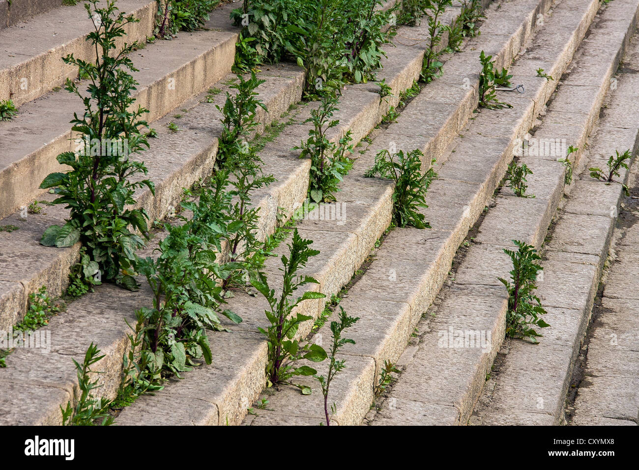 Weeds growing on steps Stock Photo