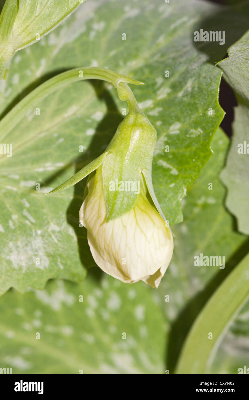 Green beans, runner beans (Phaseolus vulgaris var. vulgaris), blossom Stock Photo