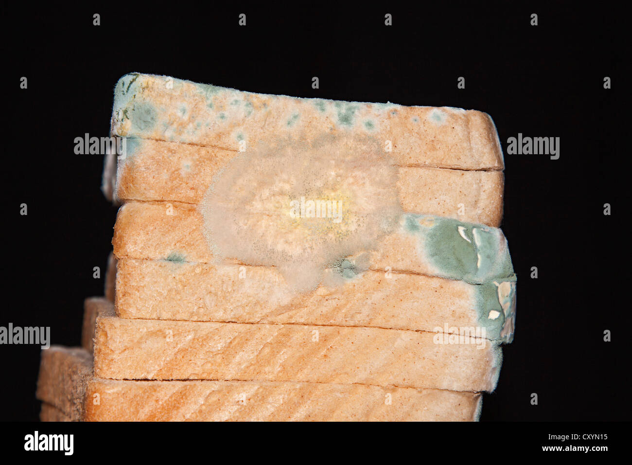 Mould, mildew, mould damage, mould cultures on toast Stock Photo Alamy
