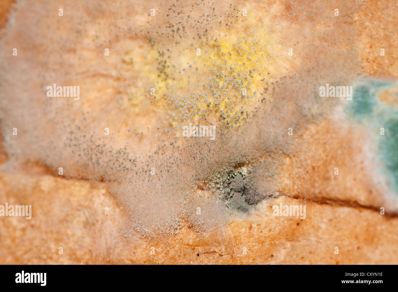 Mould, mildew, mould damage, mould cultures on toast Stock Photo