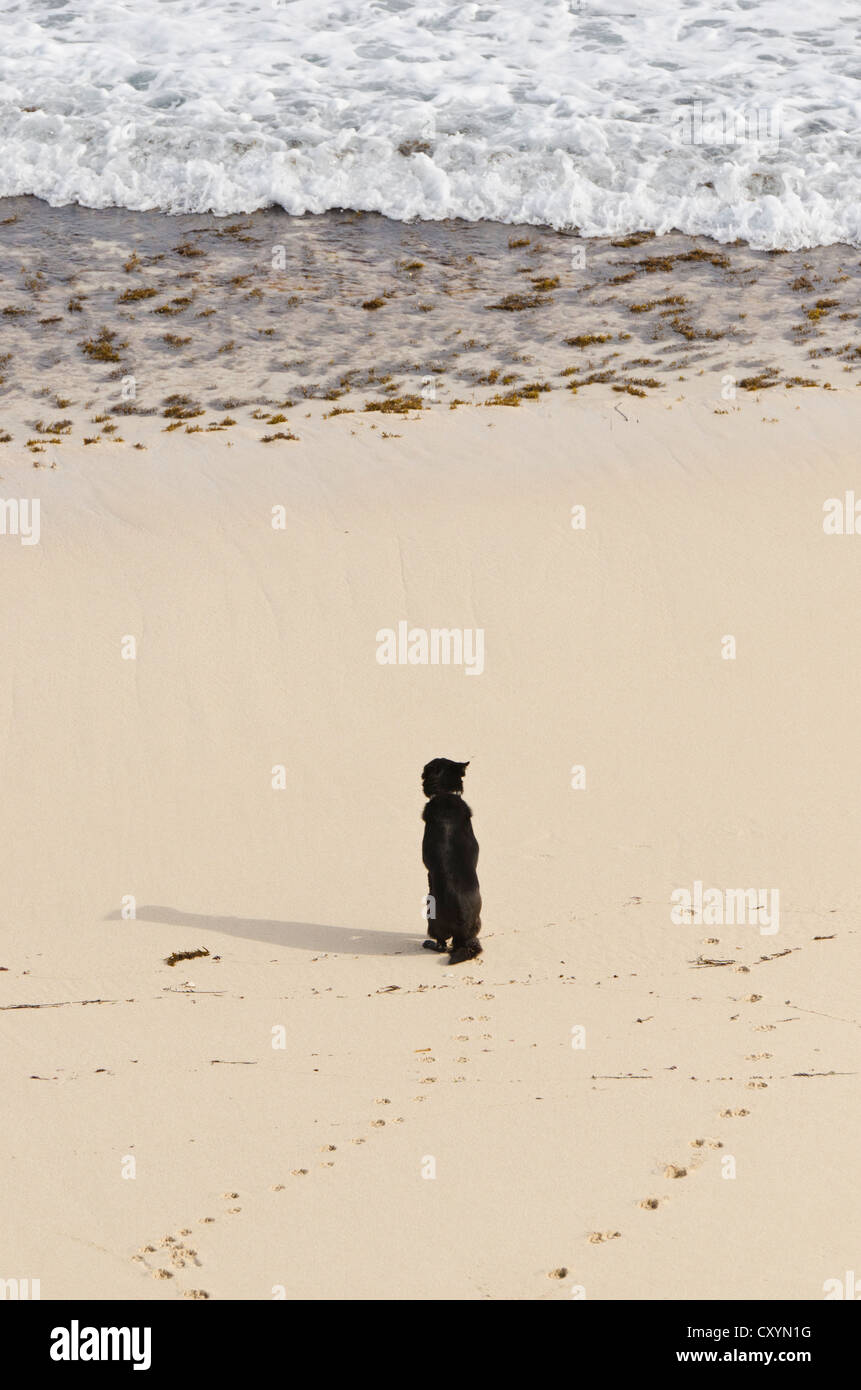 Lone Dog Sitting On A Beach Watching The Sea Stock Photo Alamy Lone Dog Sitting On A Beach Watching The Sea Stock Photo Alamy