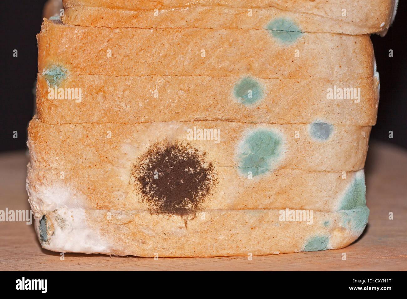 Mould, mildew, mould damage, mould cultures on toast Stock Photo