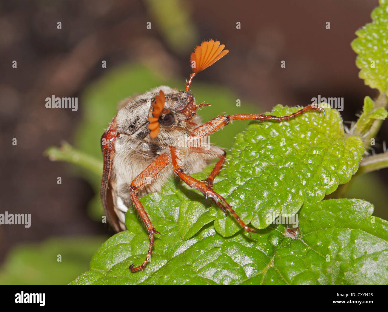 European Cockchafer (Melolontha melolontha) with raised antennae Stock Photo
