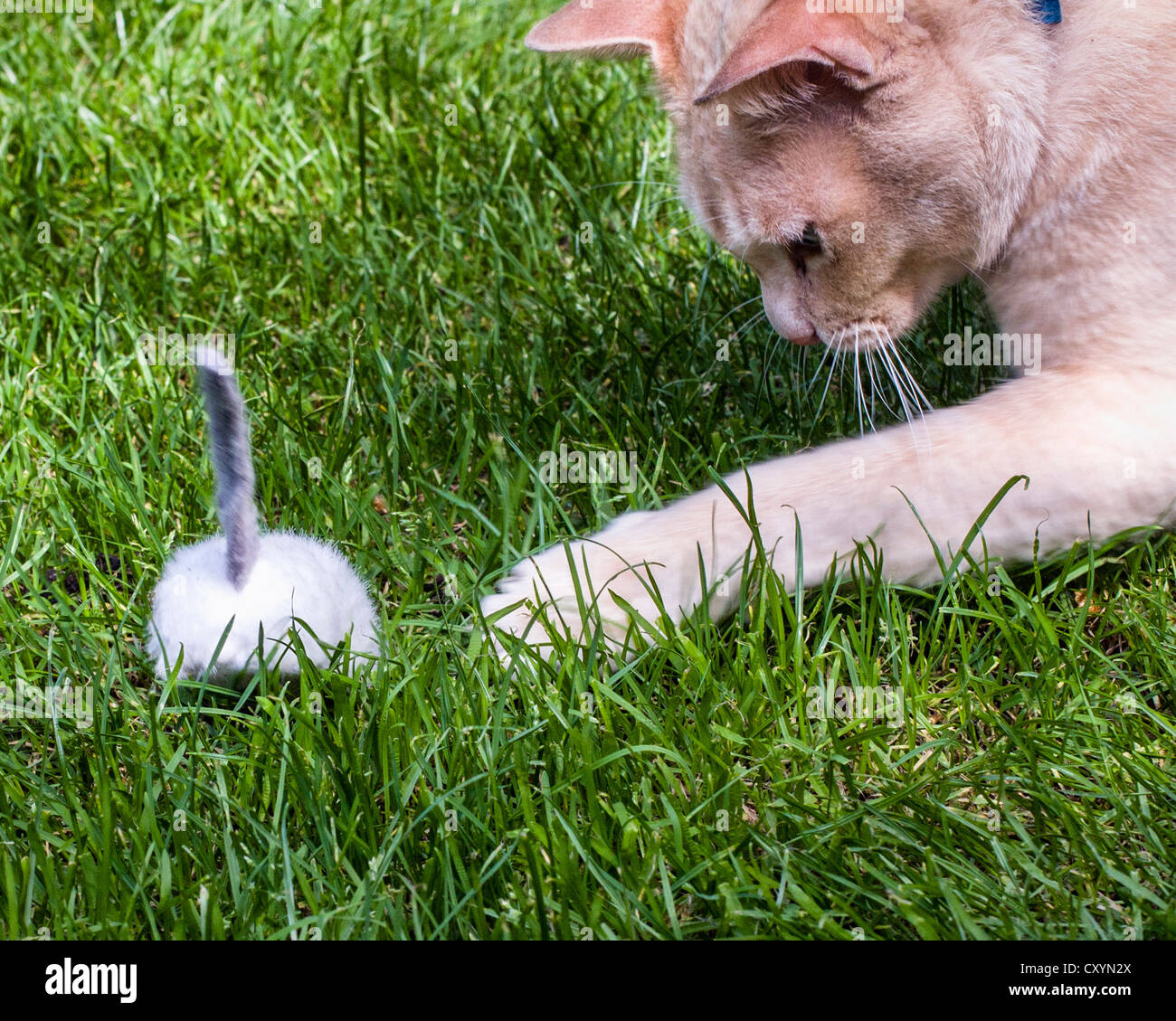 Red Burmese cat playing with a toy mouse on grass Stock Photo