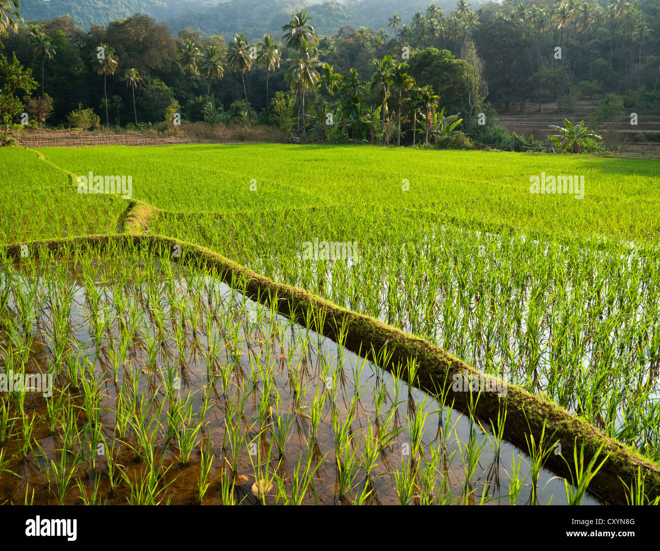 Rice being farmed on terraced rice paddies in India Asia Stock Photo