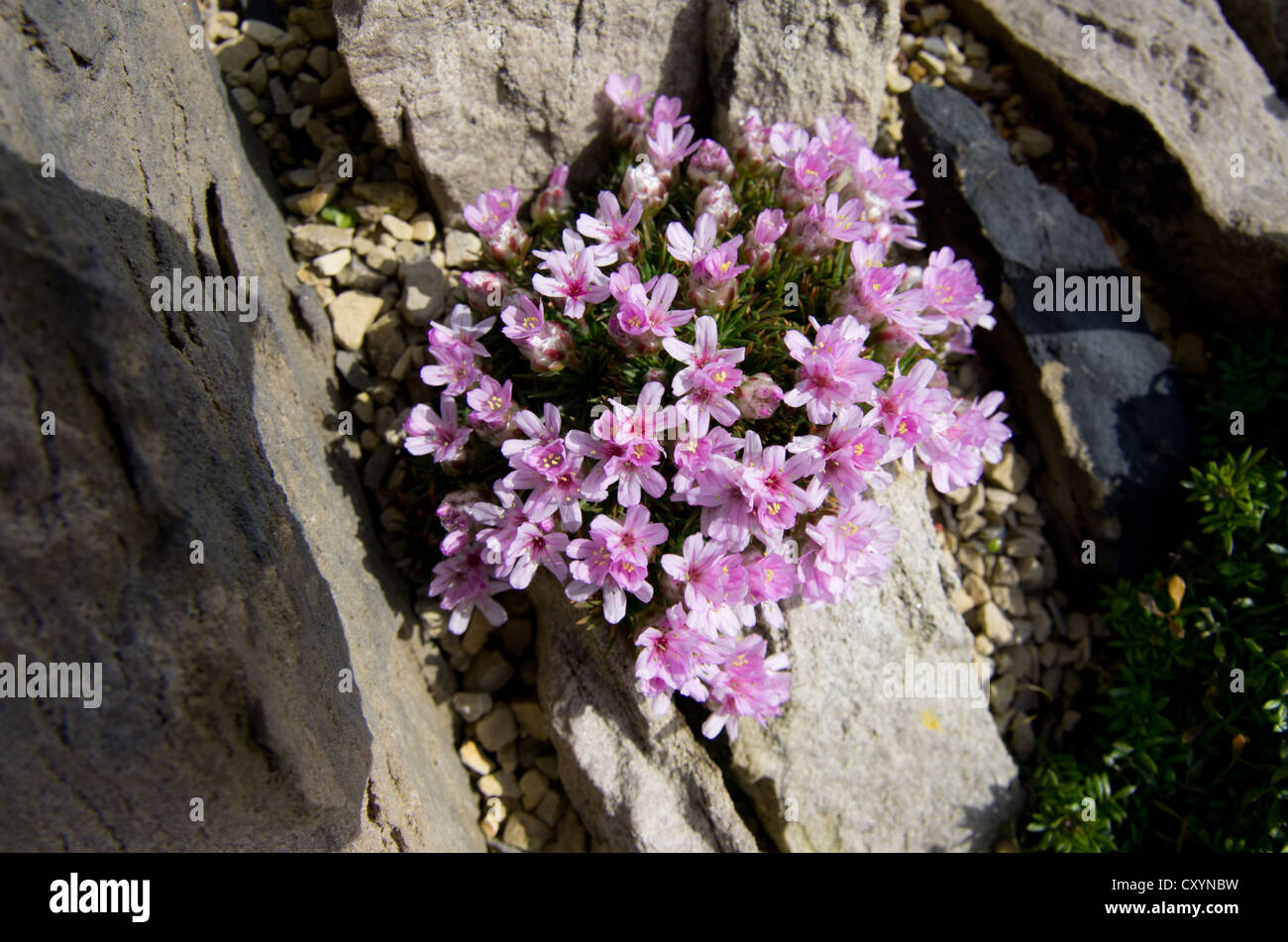 Armeria Juniperifolia Stock Photo