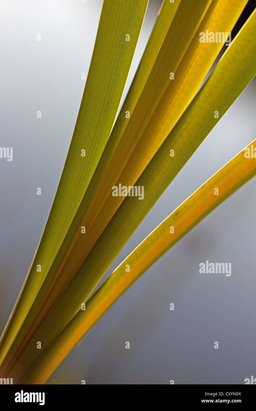 Reeds (Phragmites sp.), contre jour, backlit, Baden-Wuerttemberg Stock Photo
