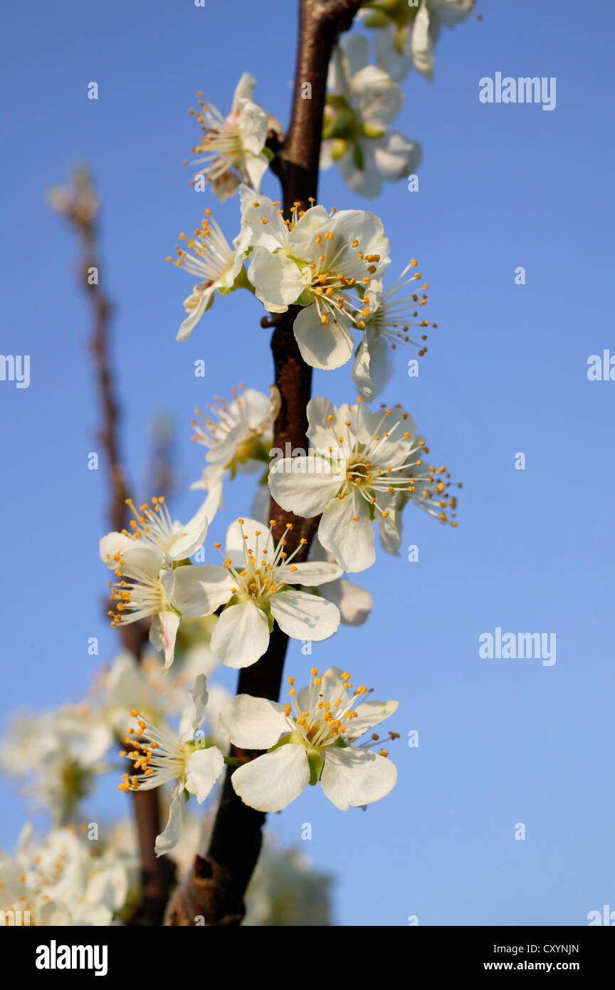 Blossoms of a Pear tree (Pyrus sp.) Stock Photo