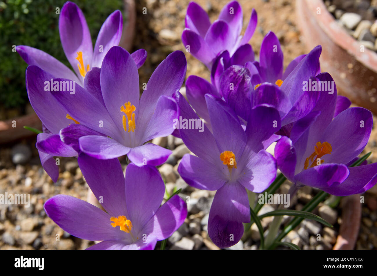 Crocus Vernus 'Michaels Purple' Stock Photo