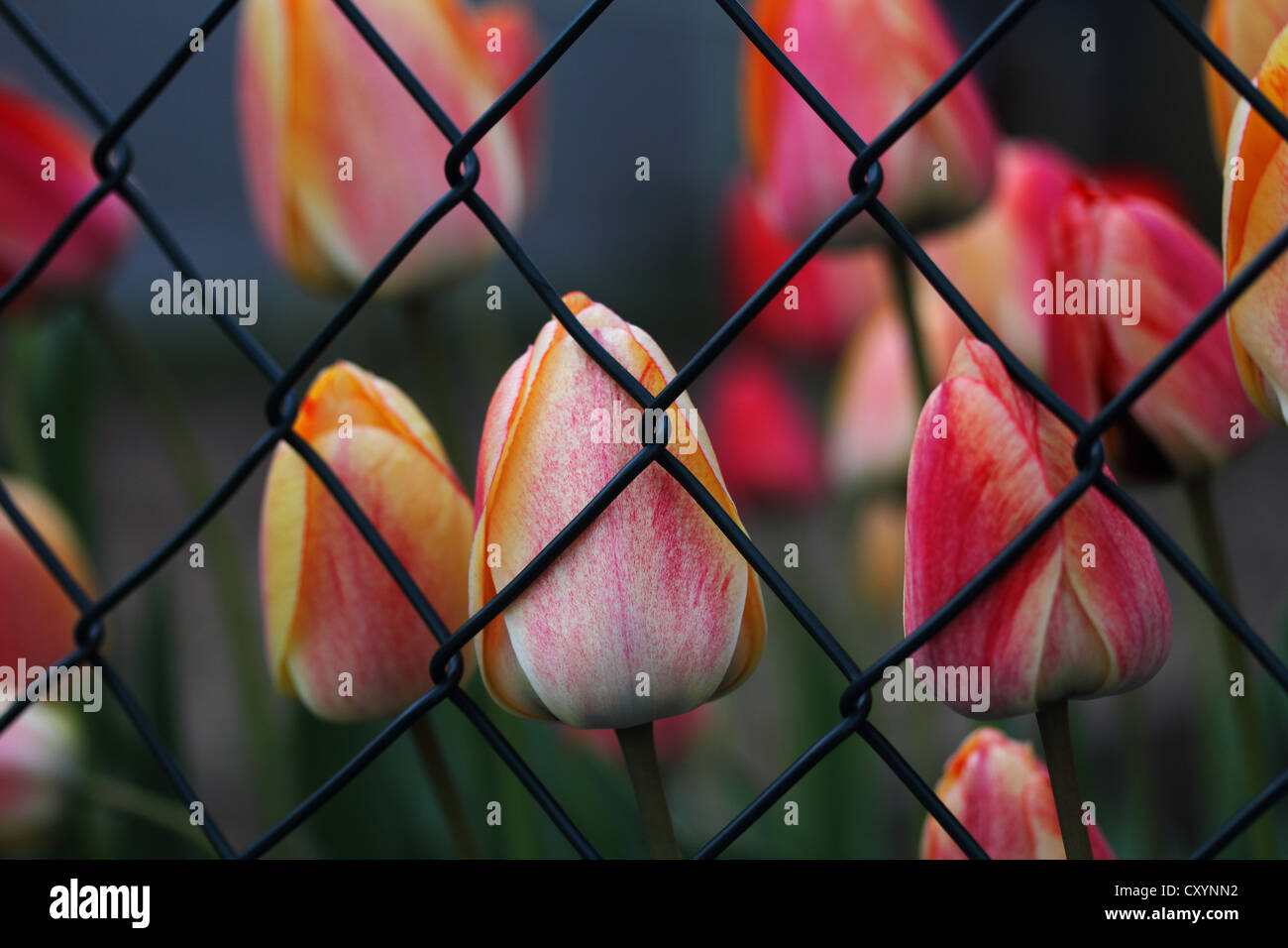 Closed tulip flowers, tulips (Tulipa), behind mesh wire fence Stock