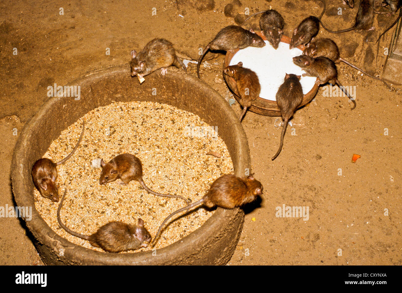 Rats of the Karni Mata Temple, believed to carry the souls of dead Sadhus until their next reincarnation, Deshnok, Rajasthan Stock Photo
