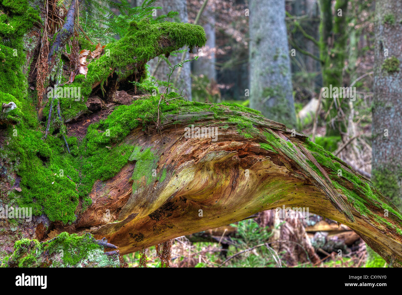 Spruce roots, moss, spruce forest, protected forest, near Steinhausen, Baden-Wuerttemberg Stock Photo