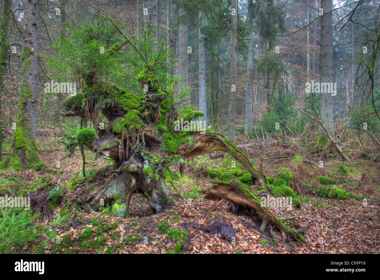 Spruce root, spruce forest, moss, protected forest, near Steinhausen, Baden-Wuerttemberg Stock Photo