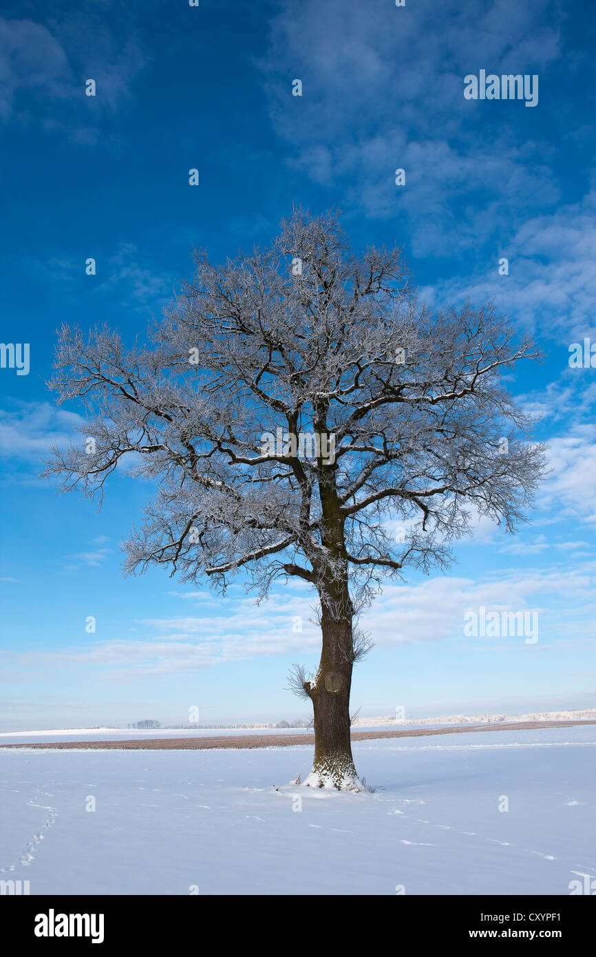 Solitary tree in winter hi-res stock photography and images - Alamy